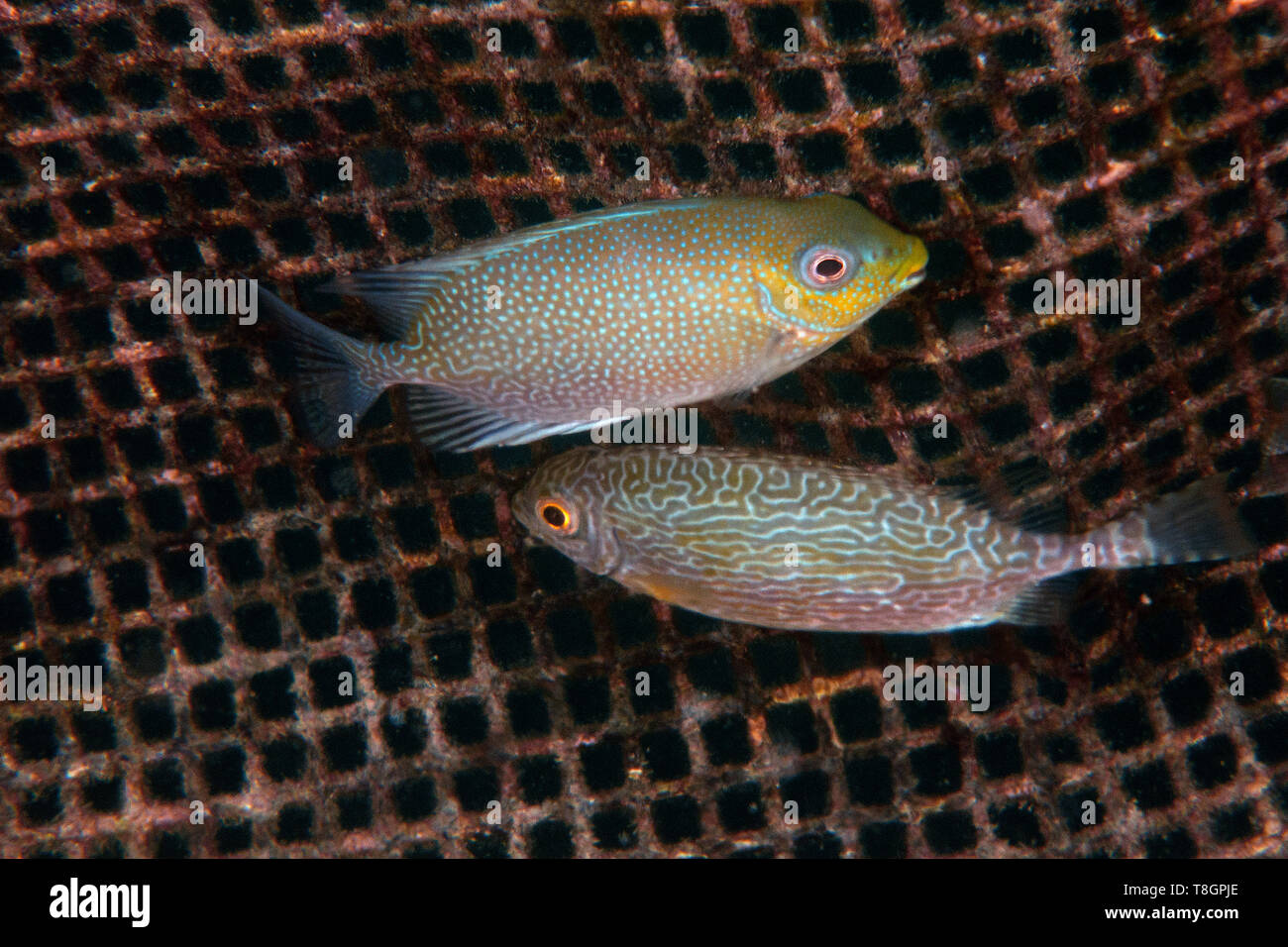 Underwater cage with cultured forktail rabbitfish, Siganus argenteus, and Randall's rabbitfish, Siganus randalli, Pohnpei, Federated States of Microne Stock Photo