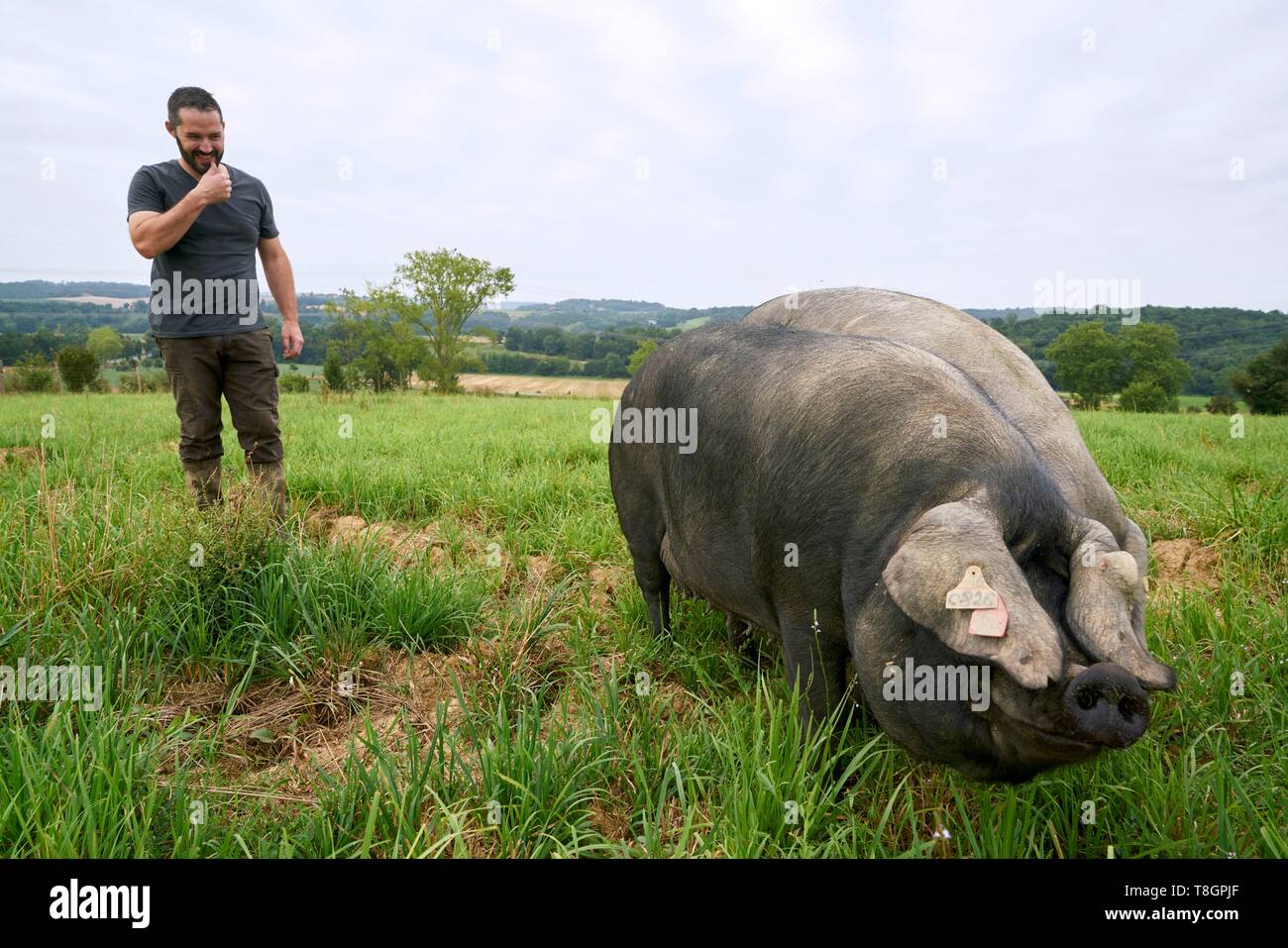 France, Haute Garonne, Saman, Jean Baptiste Aries, breeder of Black Pig of Bigorre Stock Photo
