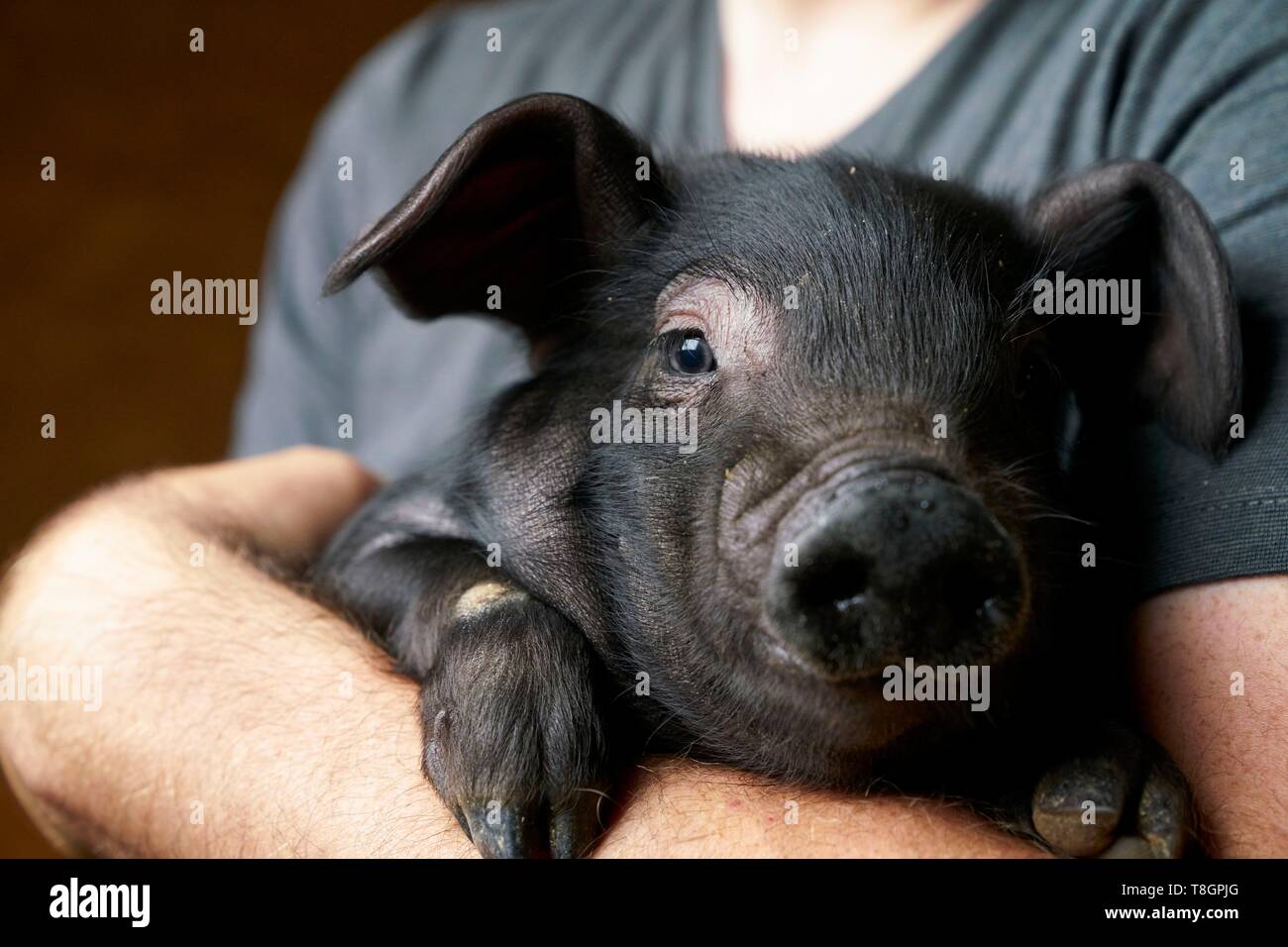 France, Haute Garonne, Saman, Jean Baptiste Aries, breeder of Black Pig of Bigorre Stock Photo