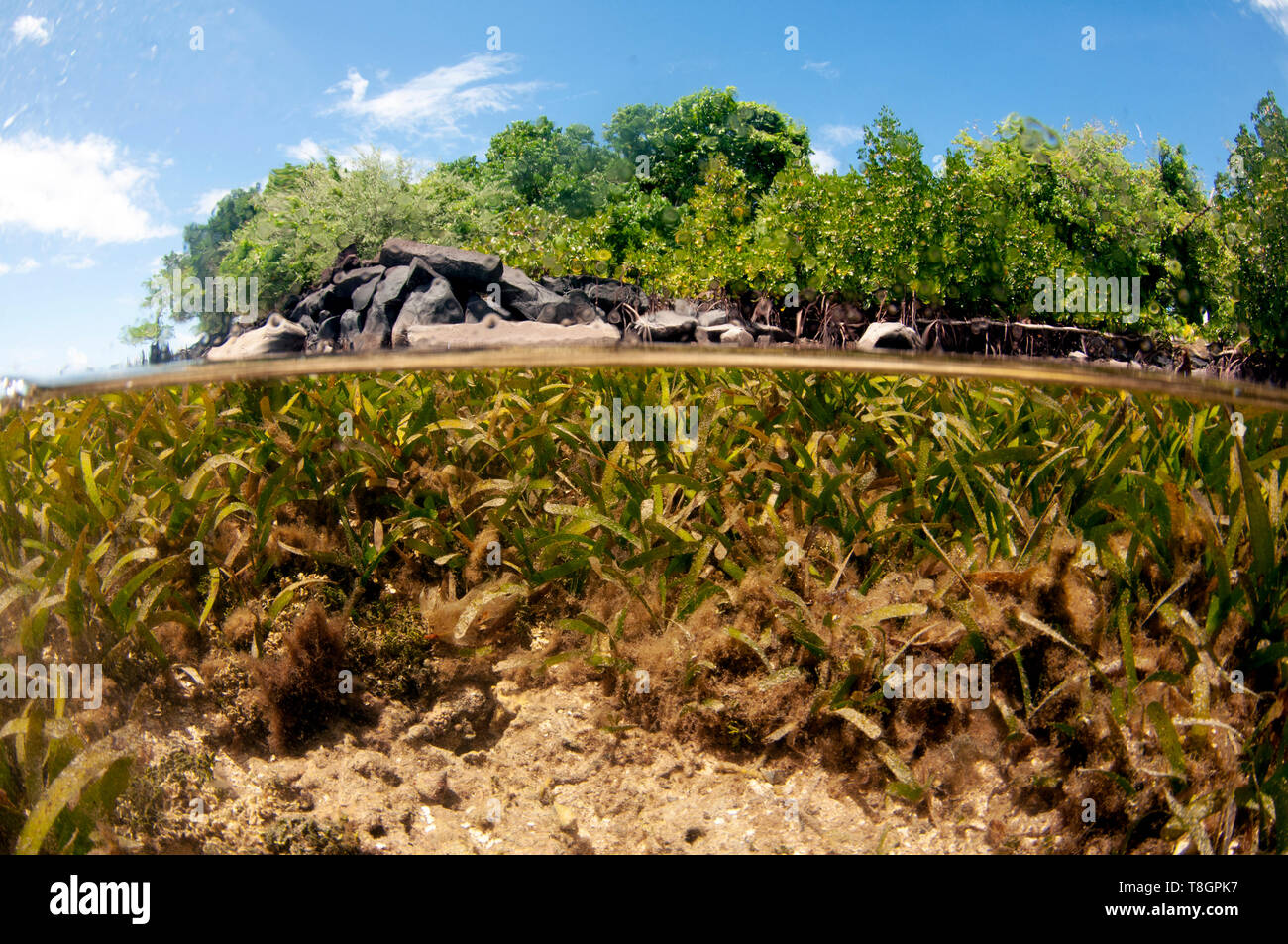 Sea grass around one of the structures composing the ancient city of Nan Madol, Unesco world heritage site, Pohnpei, Federated States of Micronesia Stock Photo
