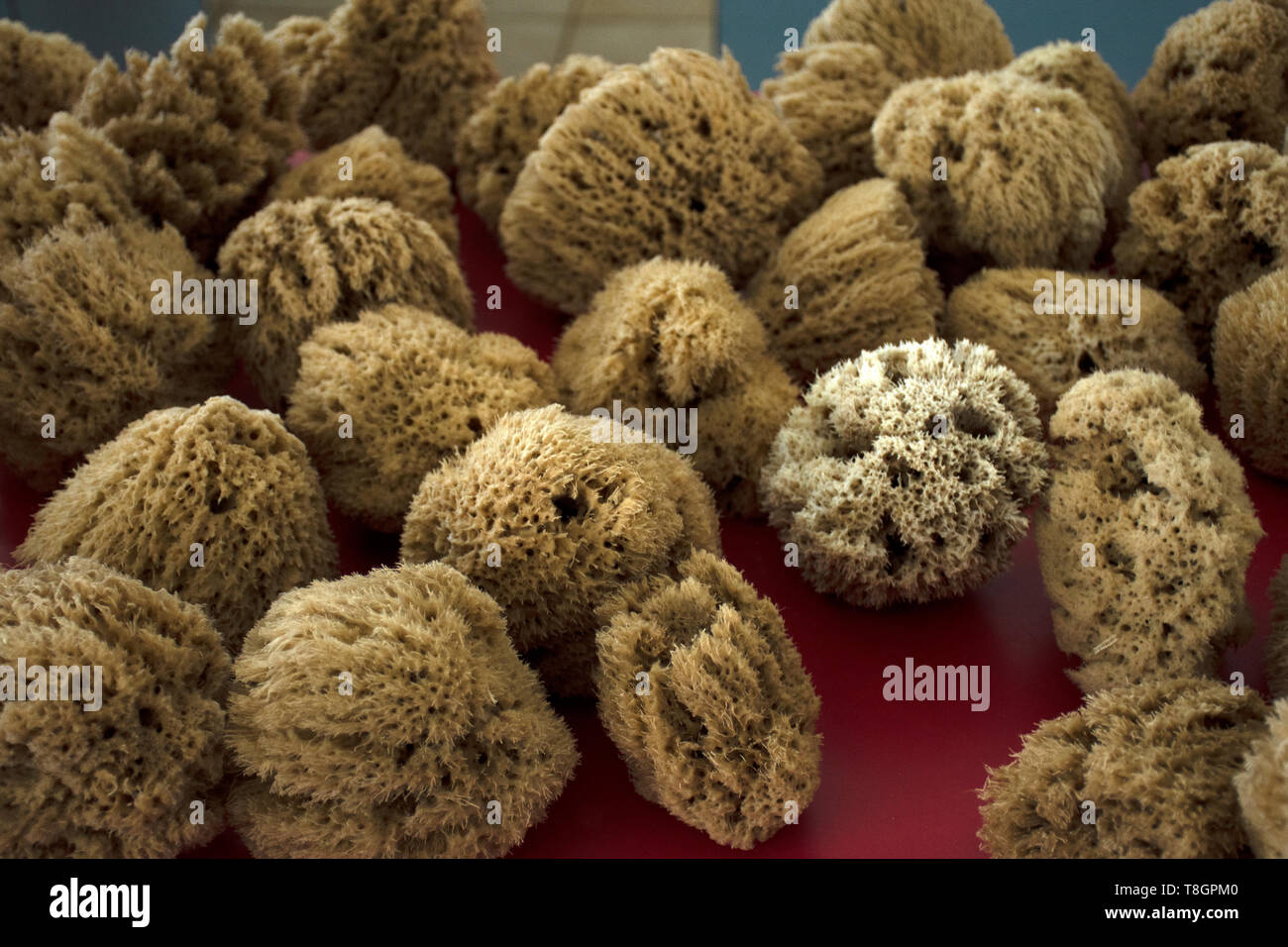 Dried sponges at the Marine and Environmental Institute of Pohnpei, Federated States of Micronesia Stock Photo