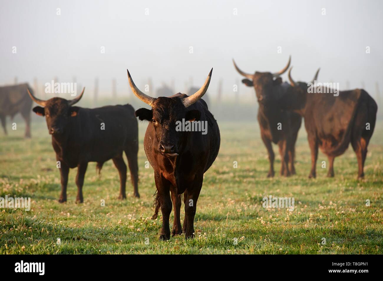 France, Gard, Montcalm, Camargue, Mas de la Paix, Manade of Saint Louis, Bulls in freedom Stock Photo