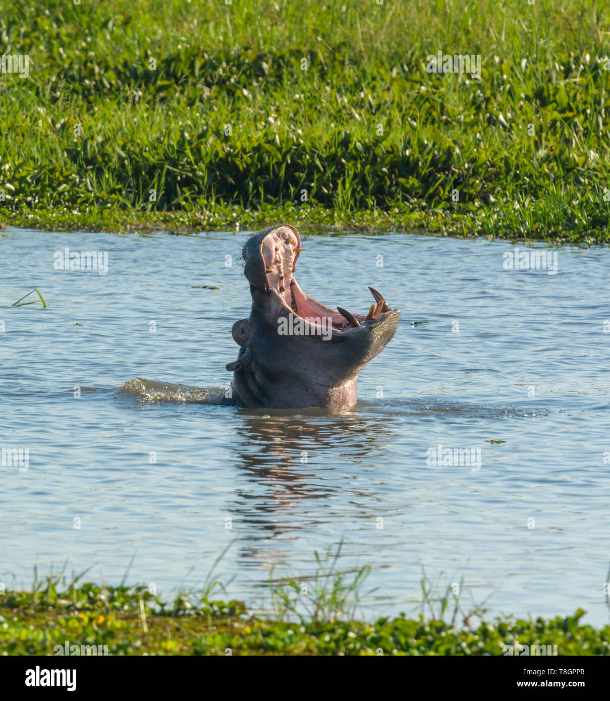 Hippopotamus Yawning Exceedingly Wide In An Arm Of A Tributary To The Shire River Liwonde 