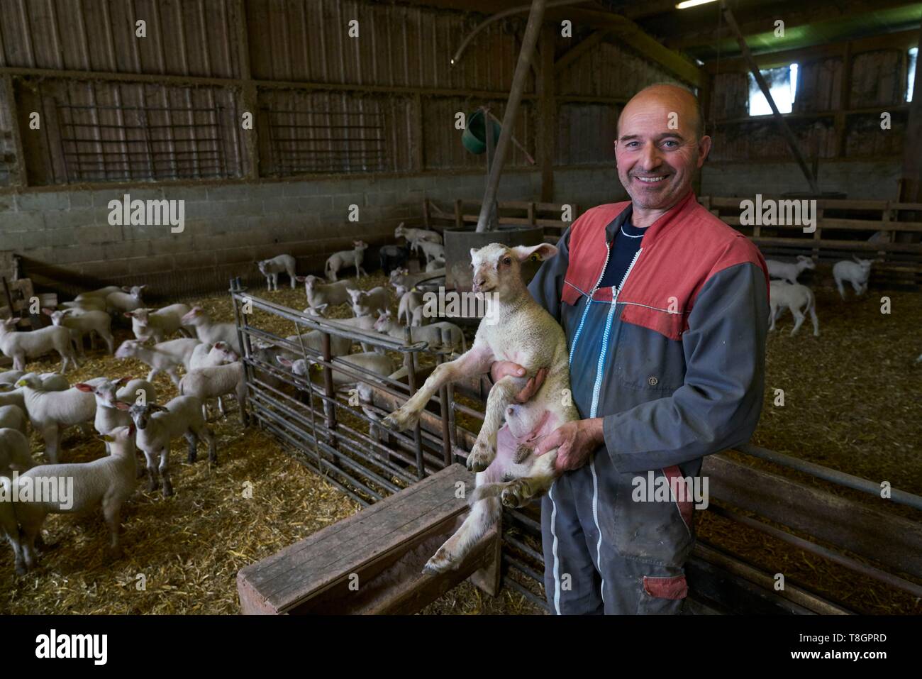 France, Aveyron, Goutrens, portrait of Laurent Foucras, Lamb Allaiton ...