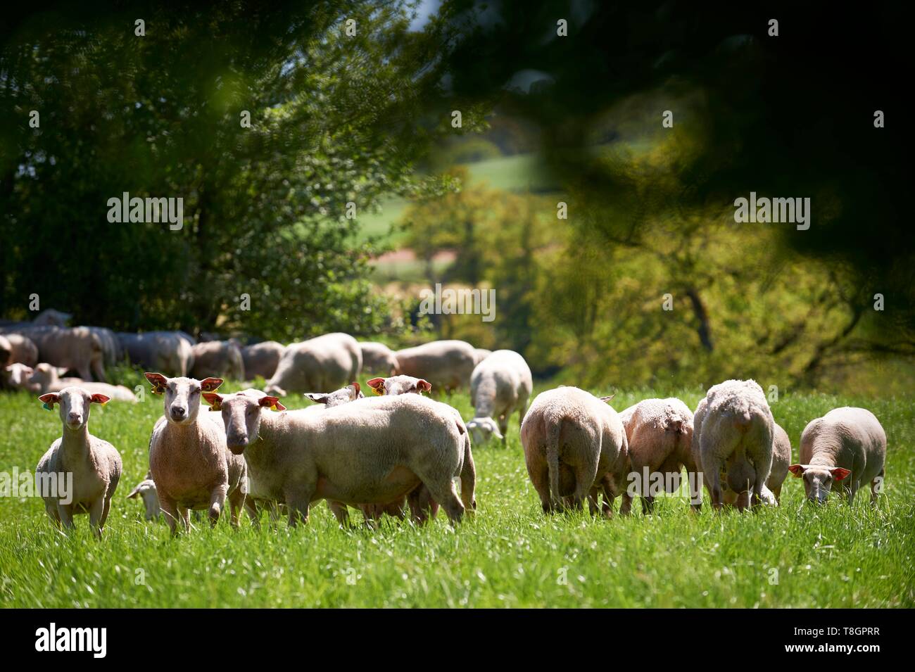 France, Aveyron, Goutrens, Laurent Foucras, Lamb Allaiton breeder Stock Photo
