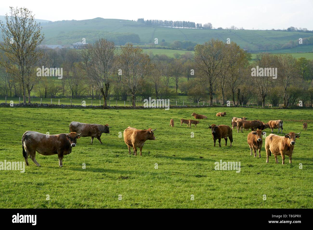 France, Aveyron, Laguiole, herd of Aubrac cows Stock Photo