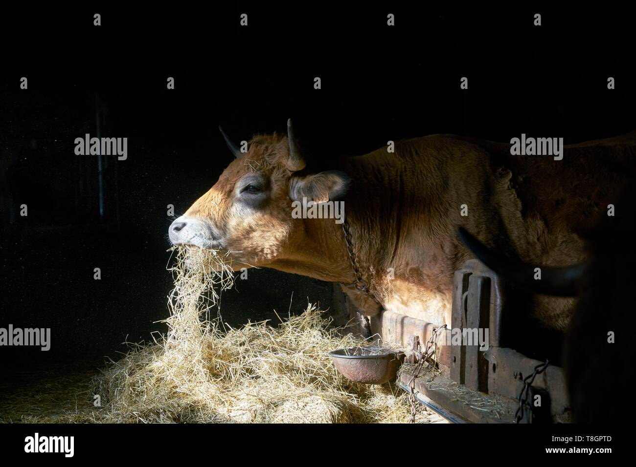 France, Aveyron, Laguiole, Celine Batut, breeder of the Aubrac cow Stock Photo