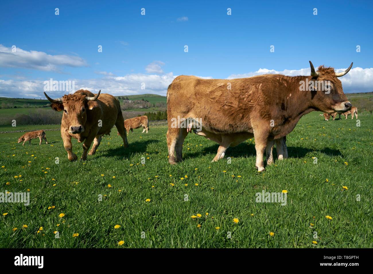 France, Aveyron, Laguiole, Celine Batut, breeder of the Aubrac cow Stock Photo