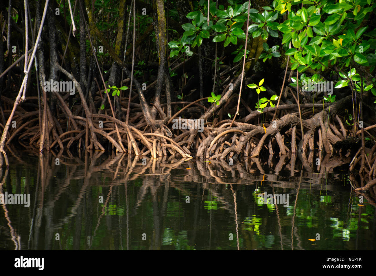 Aerial roots of a mangrove tree, Rhizophora sp., Pohnpei, Federated States of Micronesia Stock Photo