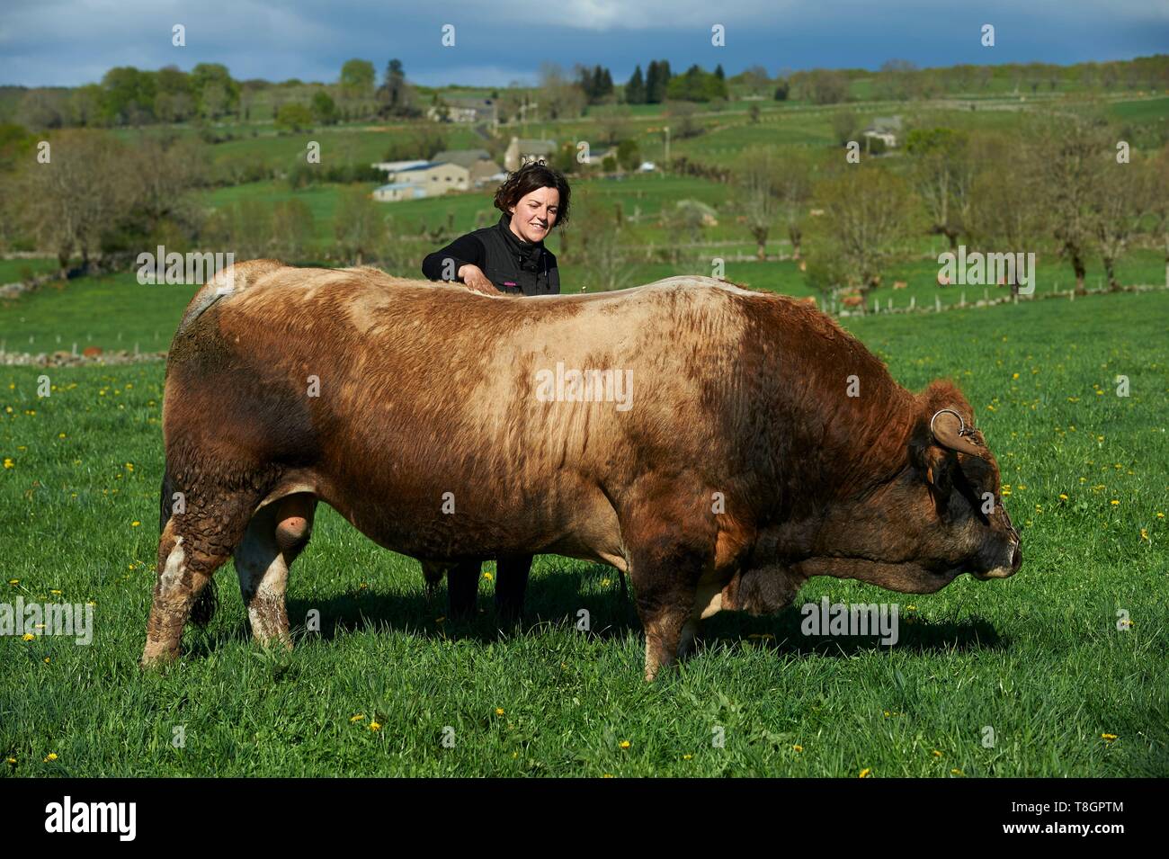 France, Aveyron, Laguiole, Celine Batut, breeder of the Aubrac cow, aubrac bull Stock Photo