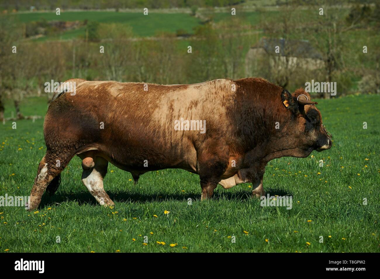 France, Aveyron, Laguiole, Celine Batut, breeder of the Aubrac cow, aubrac bull Stock Photo
