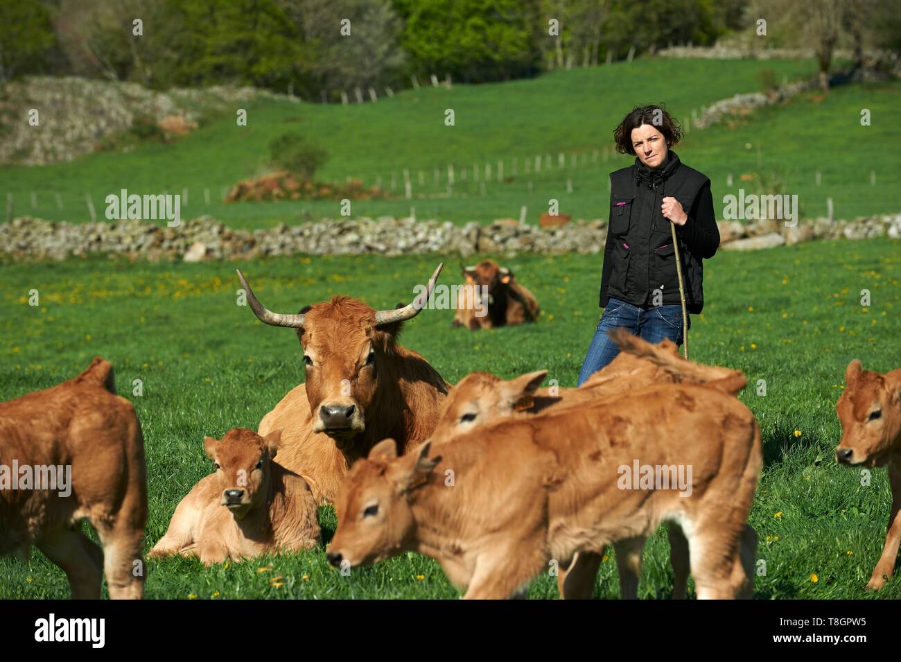 France, Aveyron, Laguiole, Celine Batut, breeder of the Aubrac cow Stock Photo