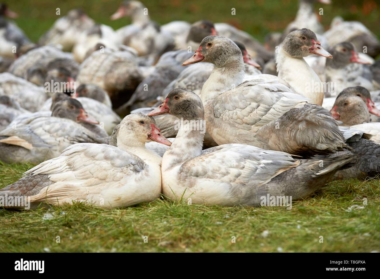 France, Aveyron, Monteils, The Farm of Carles, breeding of ducks in the open air Stock Photo