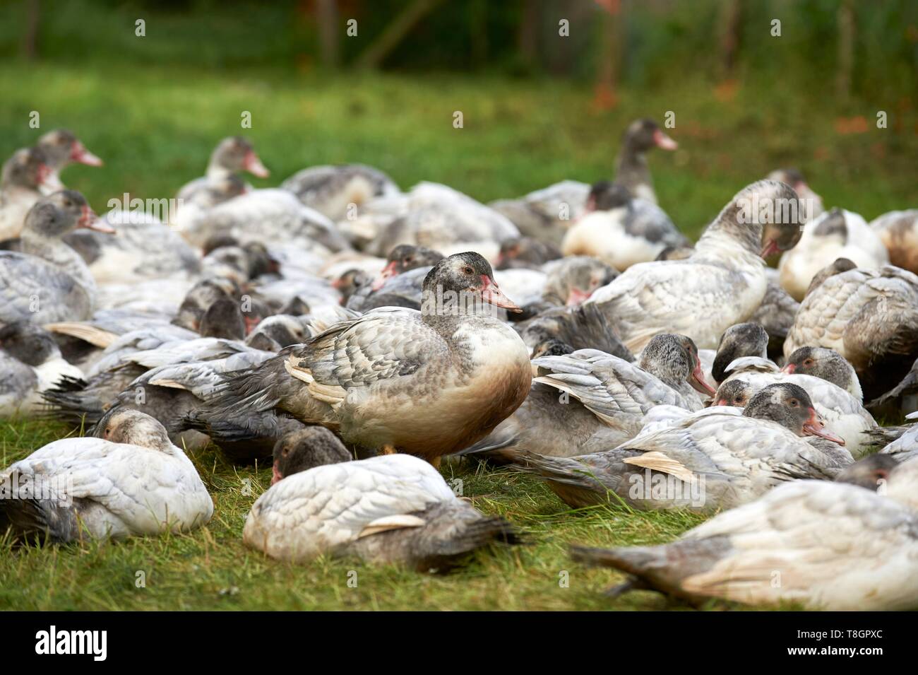 France, Aveyron, Monteils, The Farm of Carles, breeding of ducks in the open air Stock Photo