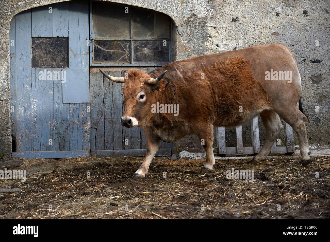 France, Aveyron, Laguiole, Celine Batut, breeder, Aubrac cow Stock Photo