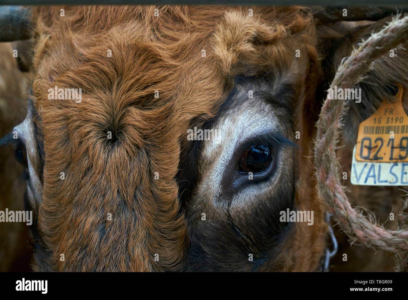 France, Aveyron, Laguiole, Easter Beef Festival, cows of Aubrac Stock Photo