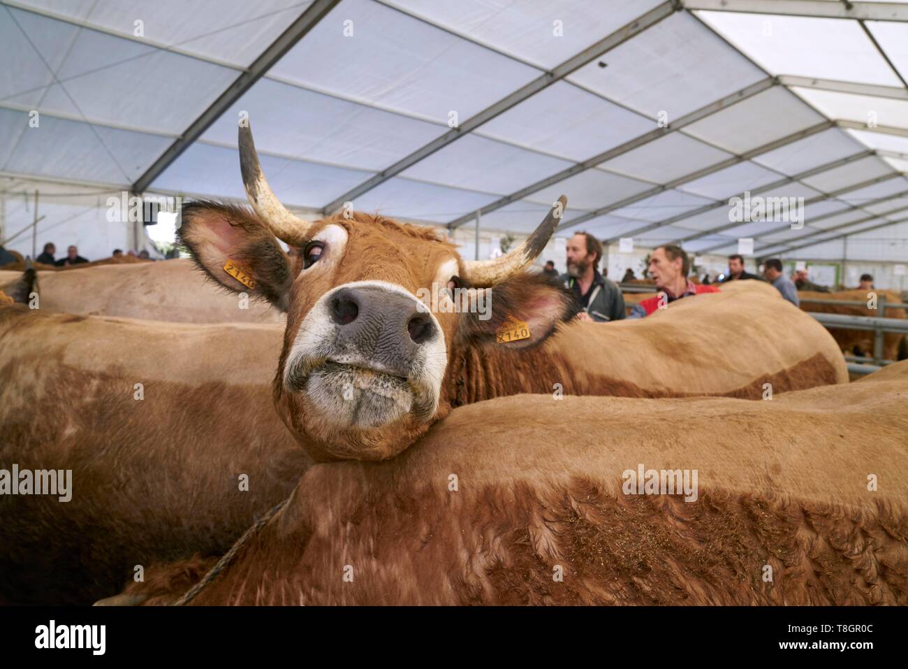 France, Aveyron, Laguiole, Easter Beef Festival, genisse flower of Aubrac, Alignment of animals before the competition Stock Photo
