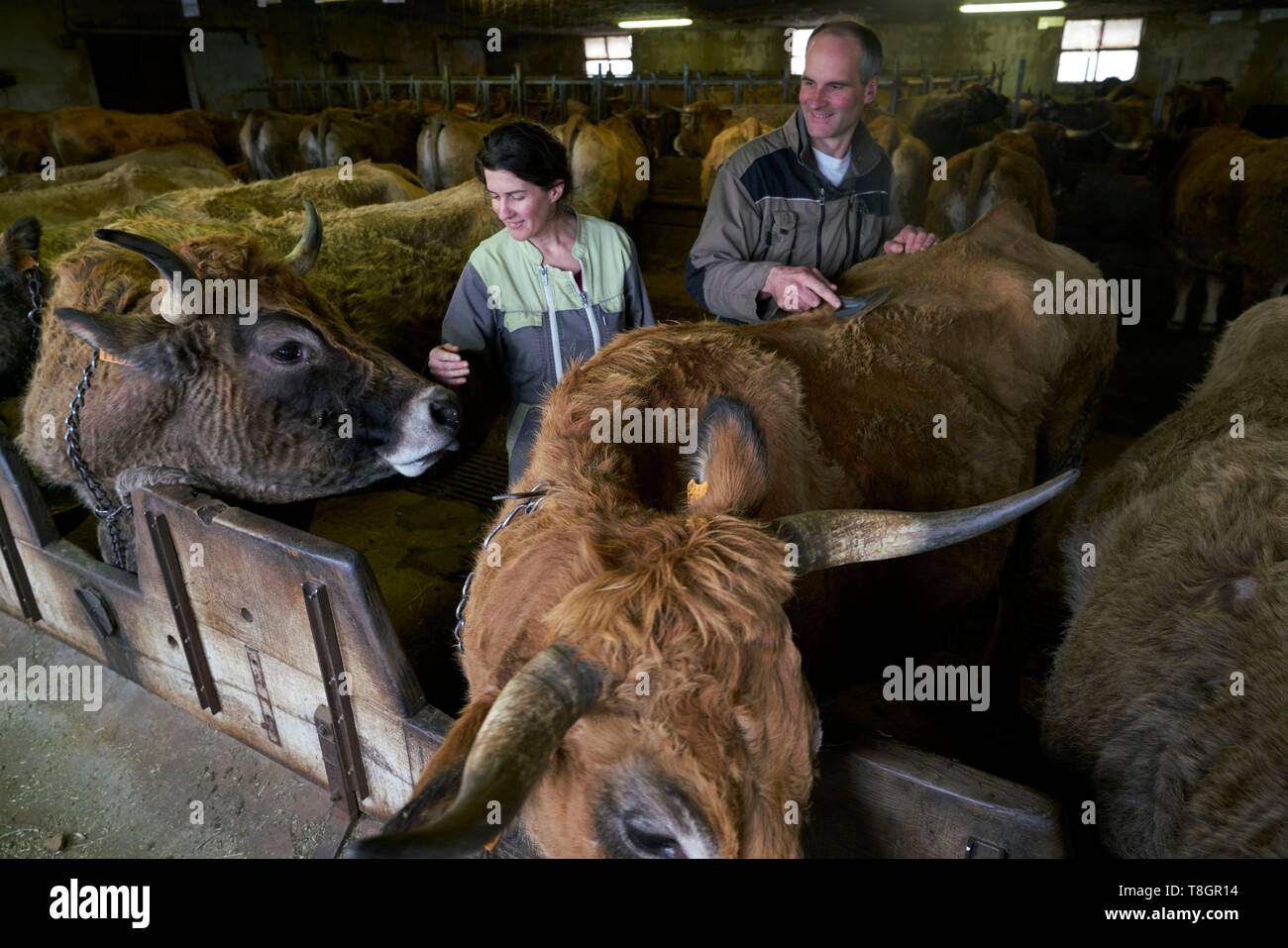 France, Aveyron, Laguiole, Patrick Mouliade, BFA President and his wife Nadege Aubrac cow breeders, cowshed Stock Photo