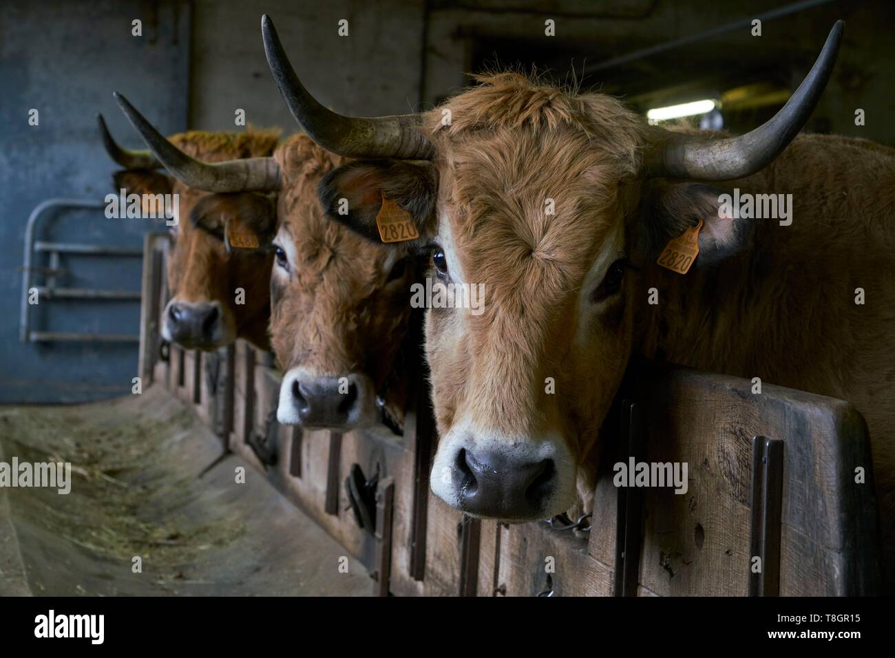 France, Aveyron, Laguiole, Patrick Mouliade, BFA President and his wife Nadege Aubrac cow breeders, cowshed Stock Photo