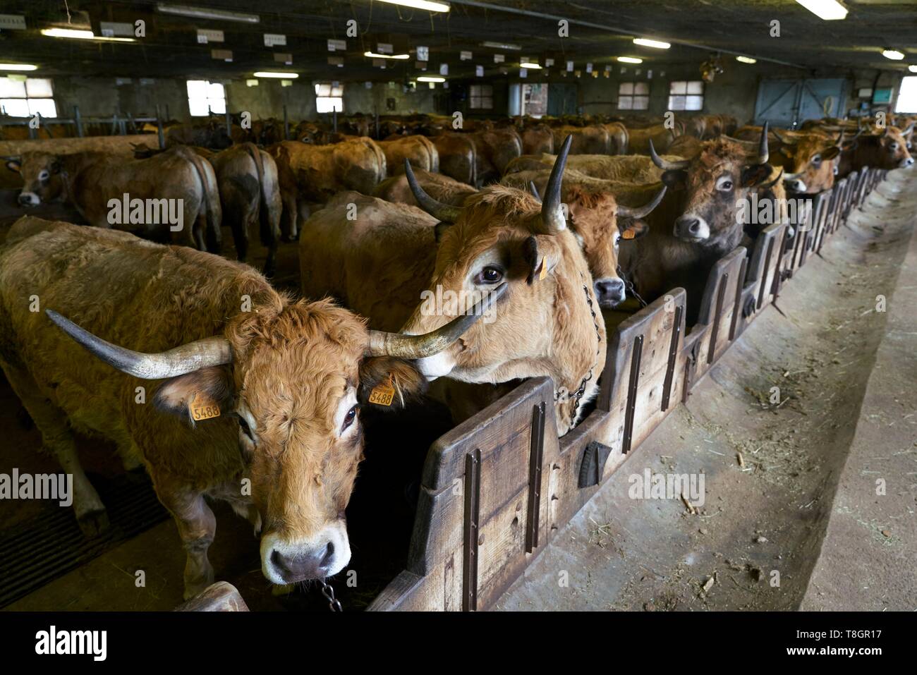 France, Aveyron, Laguiole, Patrick Mouliade, BFA President and his wife Nadege Aubrac cow breeders, cowshed Stock Photo