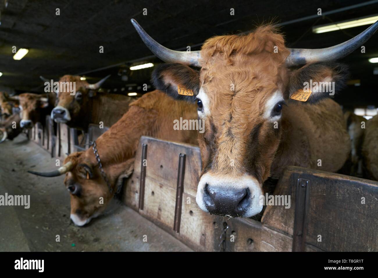 France, Aveyron, Laguiole, Patrick Mouliade, BFA President and his wife Nadege Aubrac cow breeders, cowshed Stock Photo