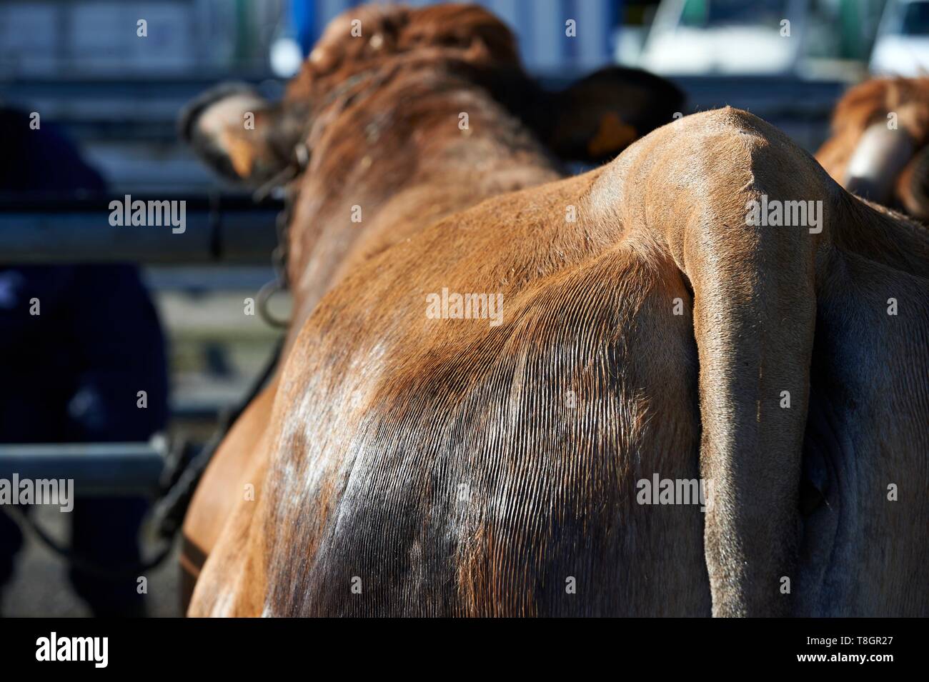 France, Aveyron, Laguiole, Easter Beef Festival, arrival of Aubrac cows and heifers, pet grooming and preparation for the competition Stock Photo