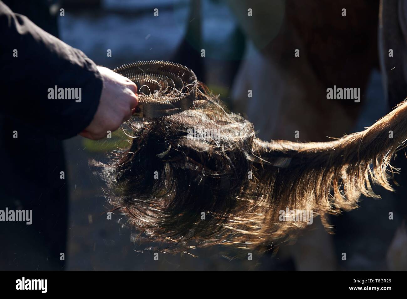 France, Aveyron, Laguiole, Easter Beef Festival, arrival of Aubrac cows and heifers, pet grooming and preparation for the competition Stock Photo