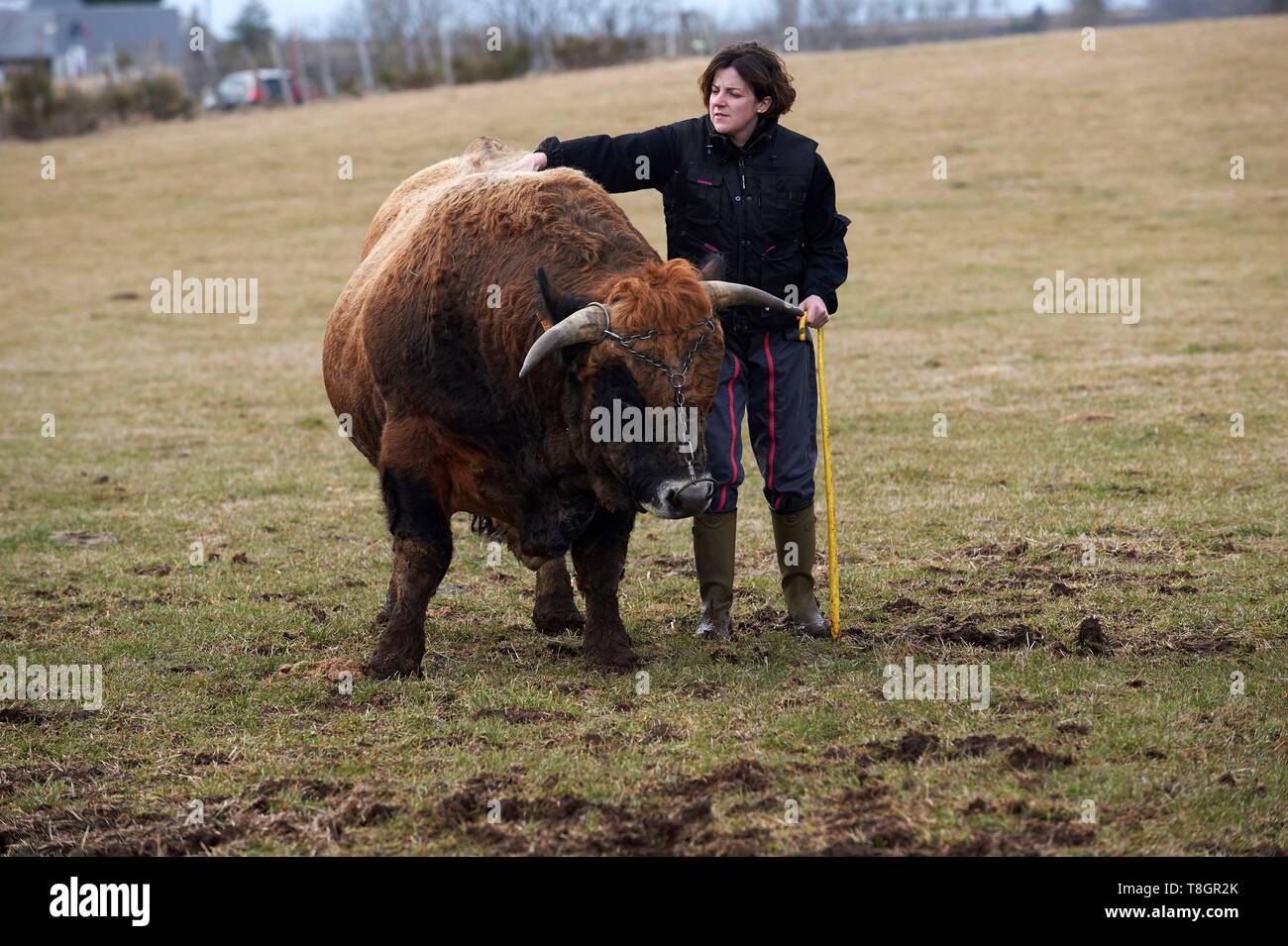 France, Aveyron, Laguiole, Celine Batut, breeder of the Aubrac cow, Aubrac bull Stock Photo