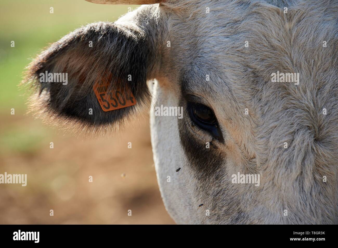 France, Ariege, Mas d'Azil, locality Lasserre, Vincent Dulac, Gascons breeder of cows Stock Photo