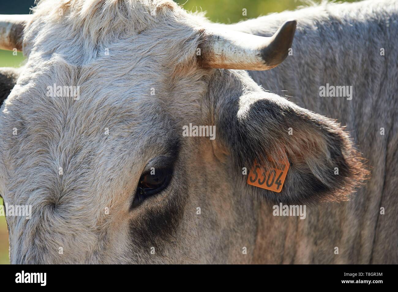 France, Ariege, Mas d'Azil, locality Lasserre, Vincent Dulac, Gascons breeder of cows Stock Photo