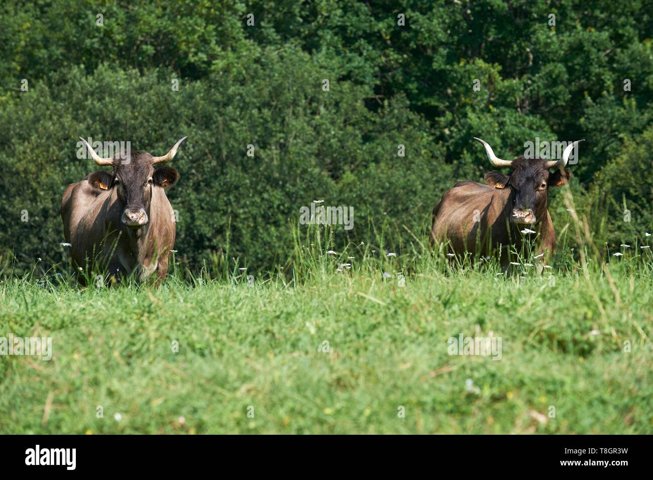 France, Ariege, Betchat, Sandrine Bozom Dangla's farm, breeder cows Casta Stock Photo