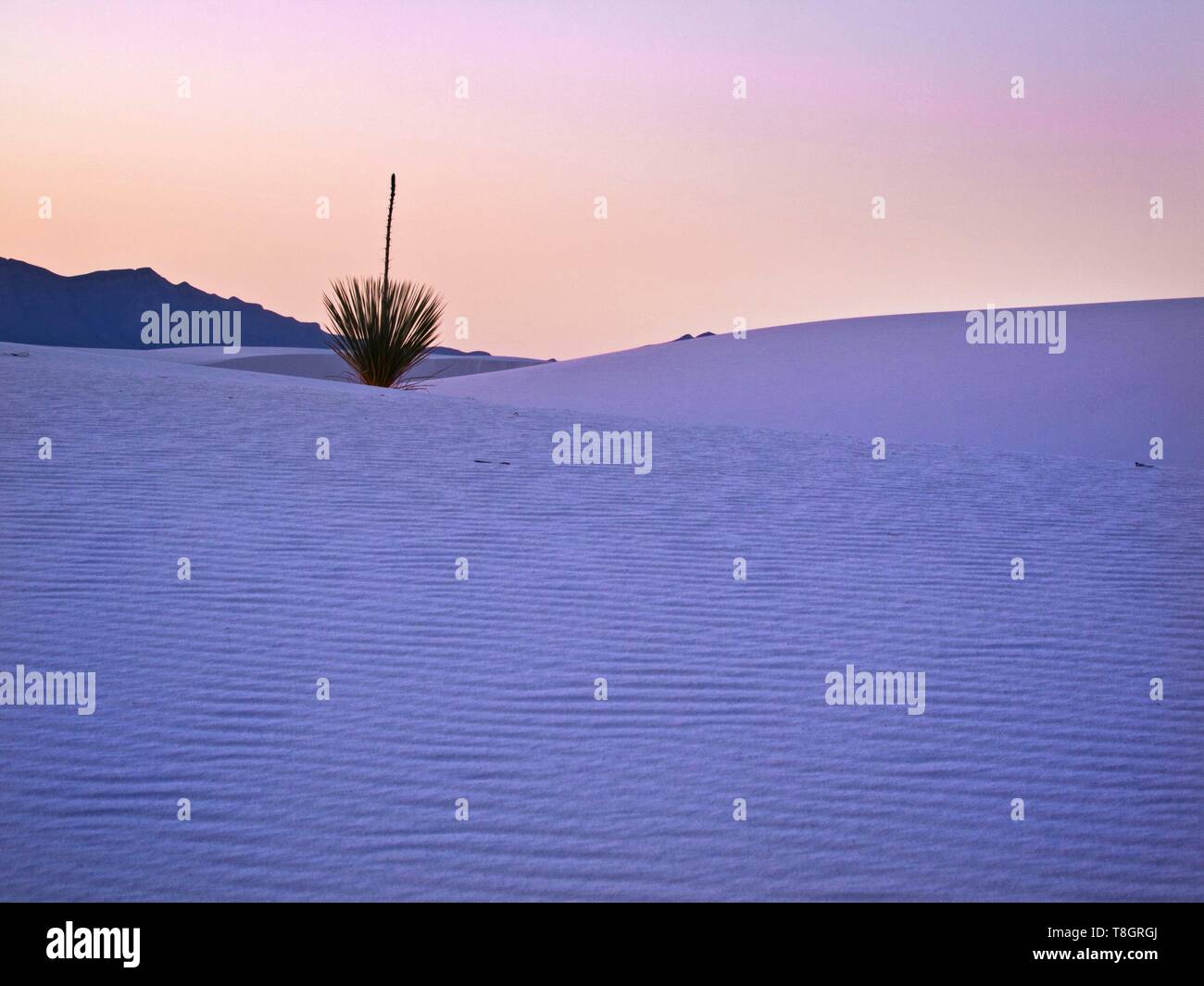 United States, New Mexico, White Sands National Monument, white sand dune and soaptree yucca at sunset Stock Photo