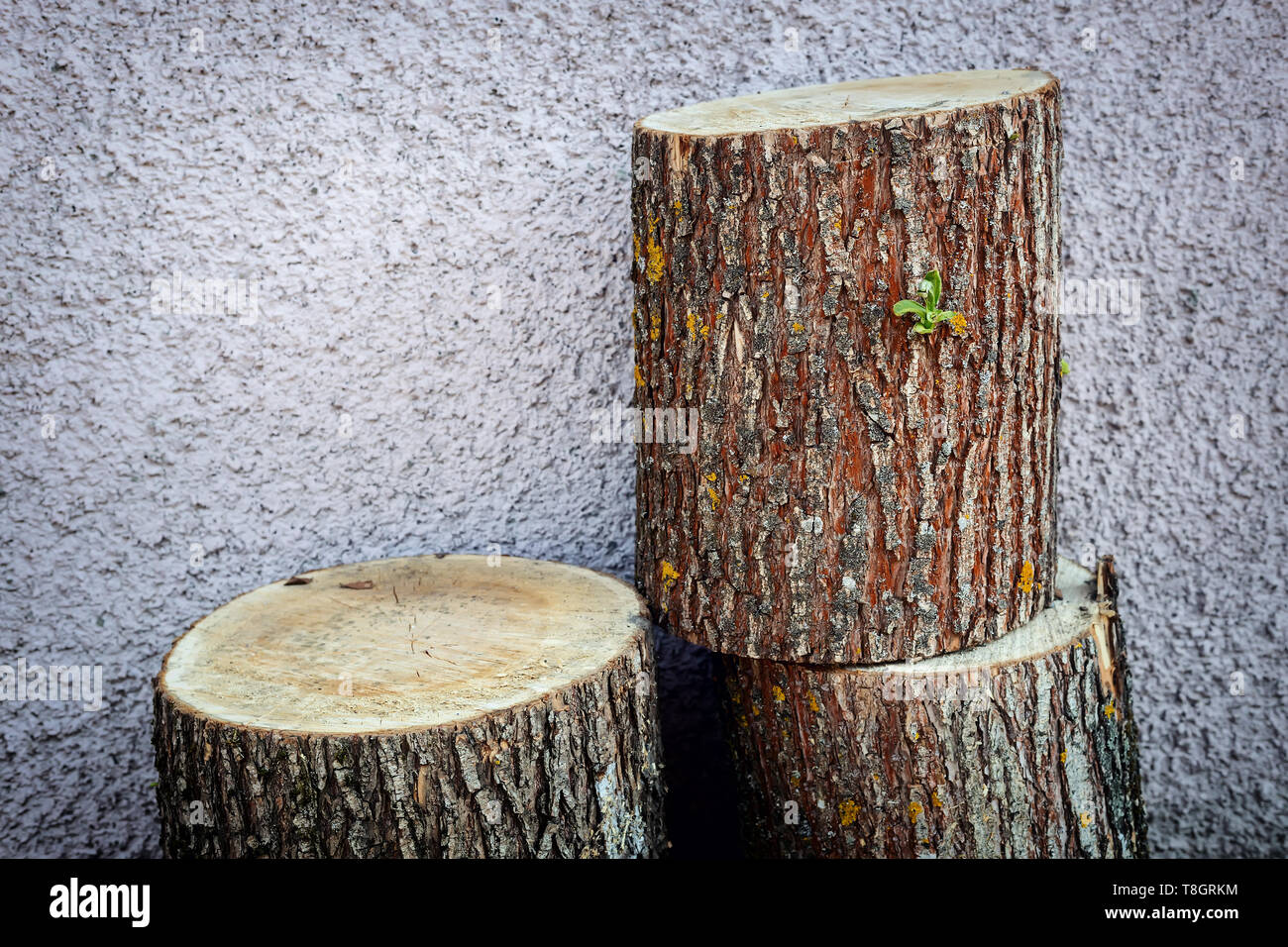 The trunk of a sawn tree, cut into three parts Stock Photo - Alamy