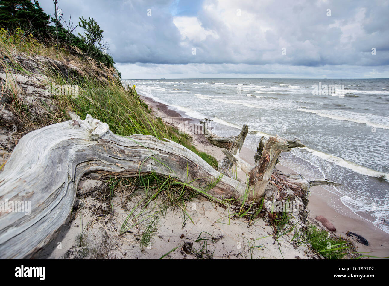 dramatic seacoast landscape with dead tree log on foreground Stock Photo