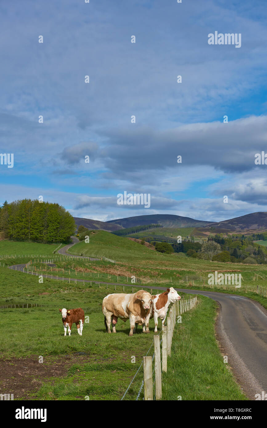 Cattle near the fence alongside a winding road in to Glen Prosen in the Angus Glens, with the hills and Hill farmland in the distance. Glen Prosen, Sc Stock Photo