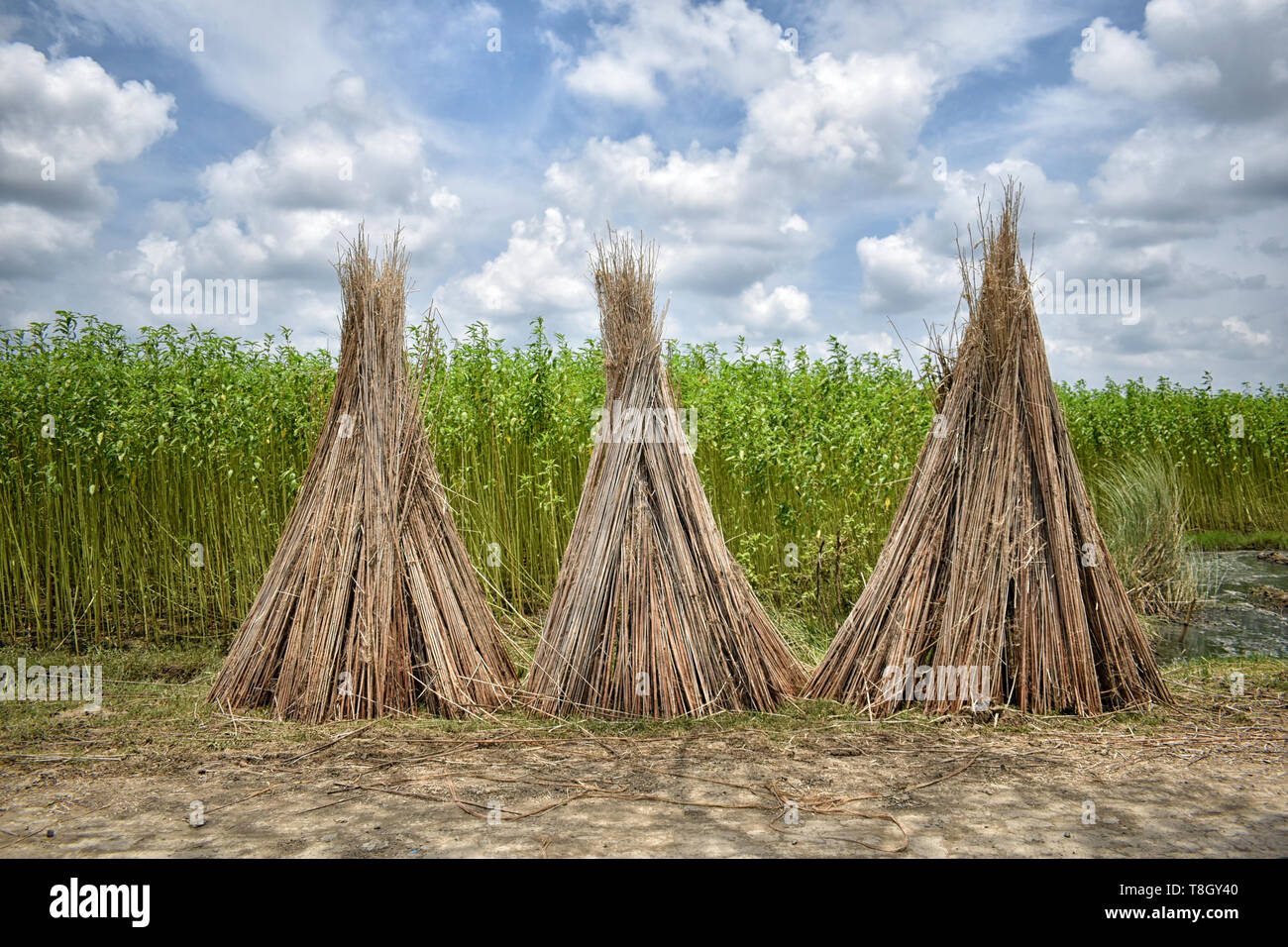 Cultivation of jute in India. Jute is one of the important natural fibers after cotton in terms of cultivation and usage. Stock Photo
