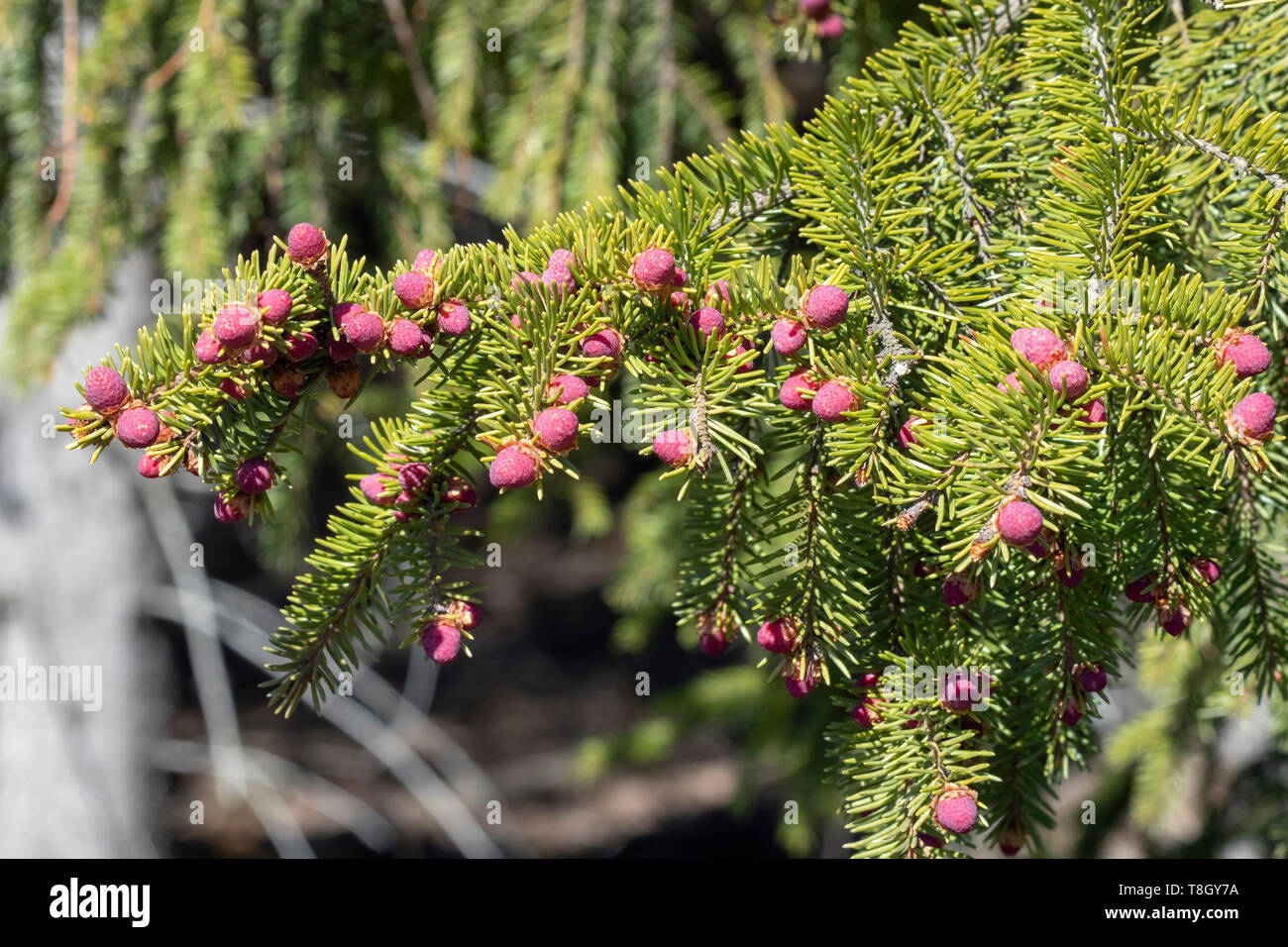 Picea abies, Norway spruce branch with red flower buds, Finland Stock Photo