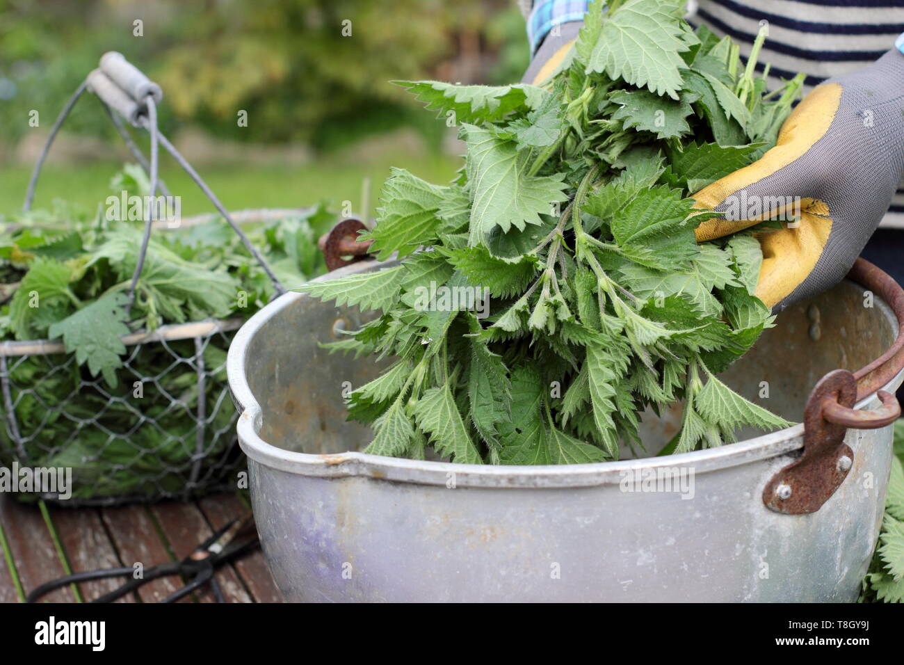 Urtica dioica. Man putting nettles into a metal container to make liquid plant fertiliser Stock Photo