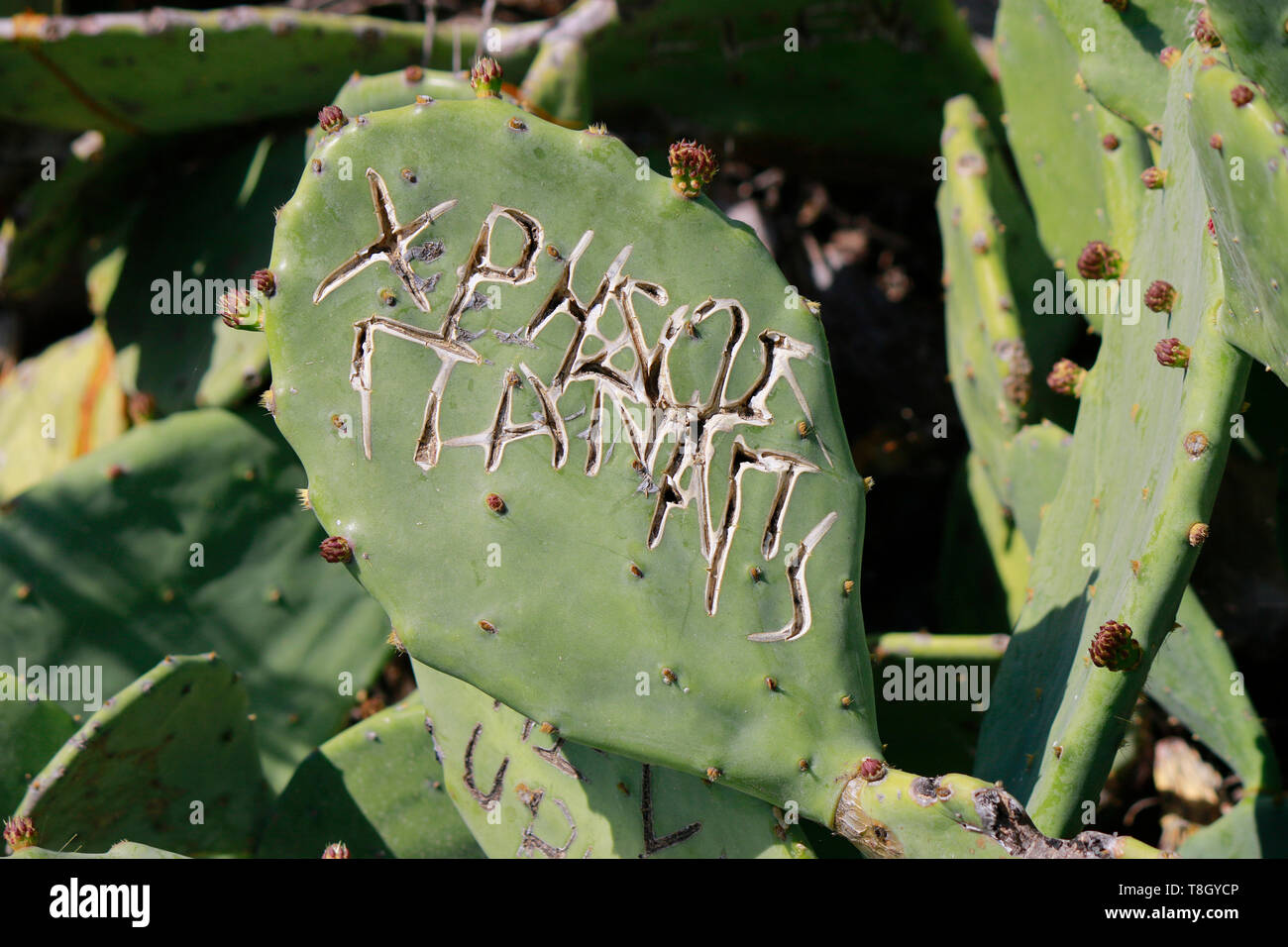 Kaktus, Athen, Griechenland. Stock Photo