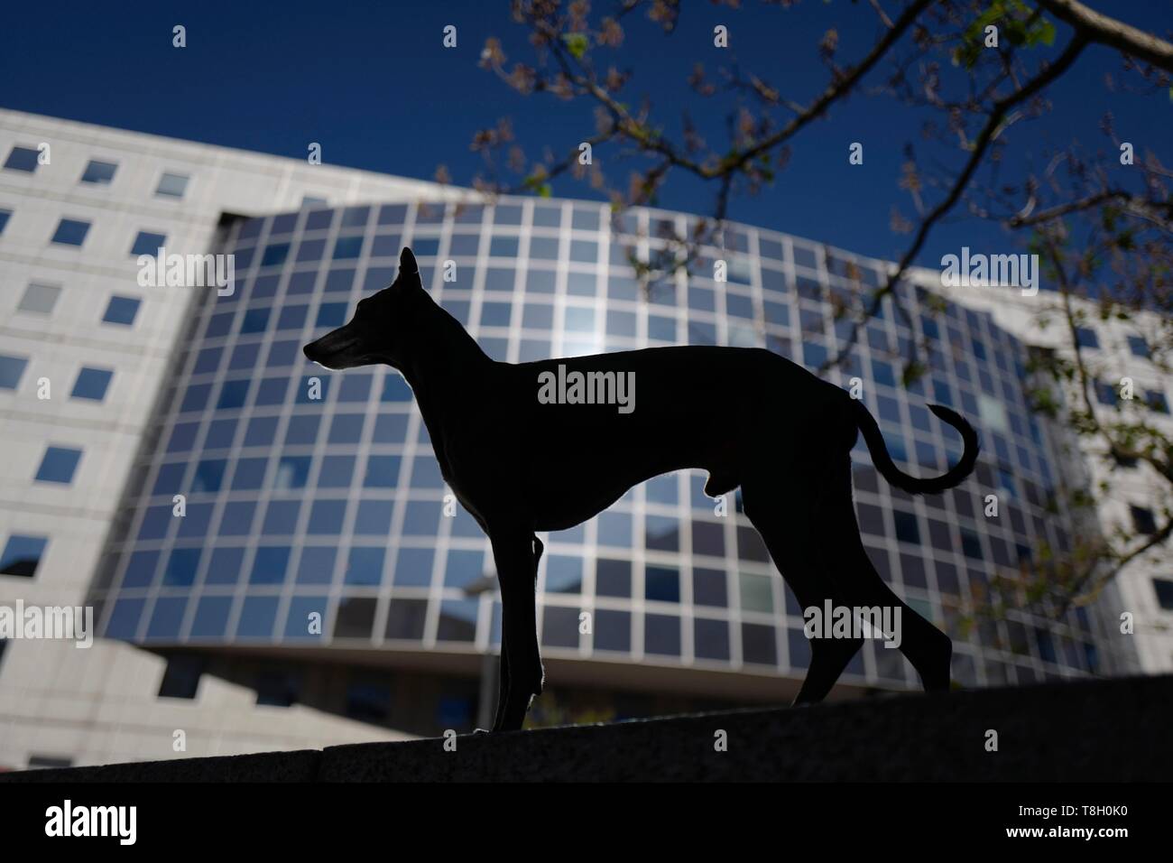 France, Paris, greyhound Stock Photo Alamy