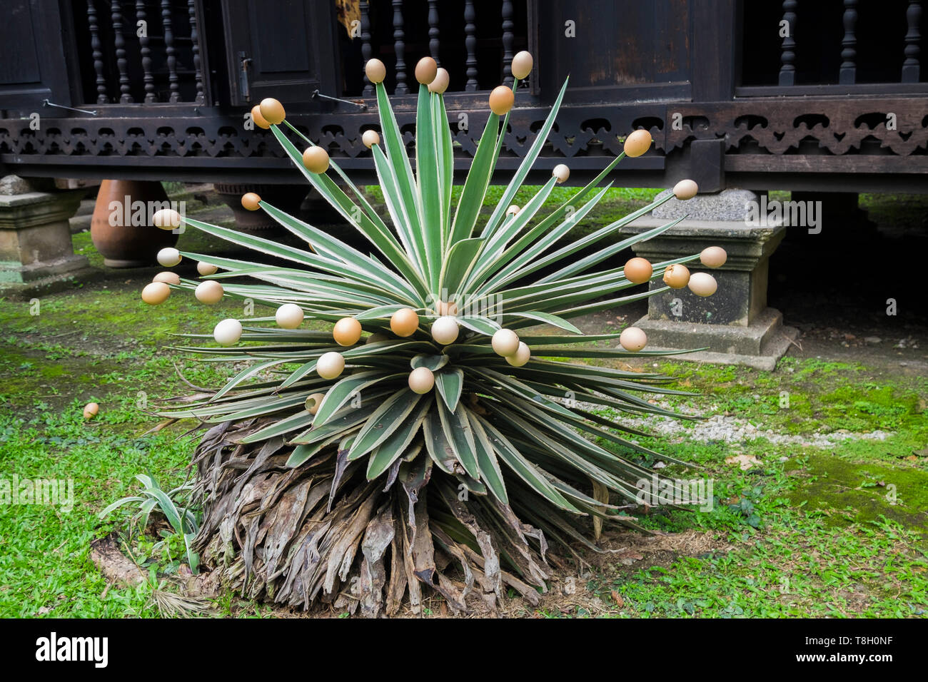 Eggs To Protect Kids Playing A Traditional Feature Shown At The Historic Traditional Malay Style House Rumah Penghulu Abu Seman In Kuala Lumpur Mala Stock Photo Alamy