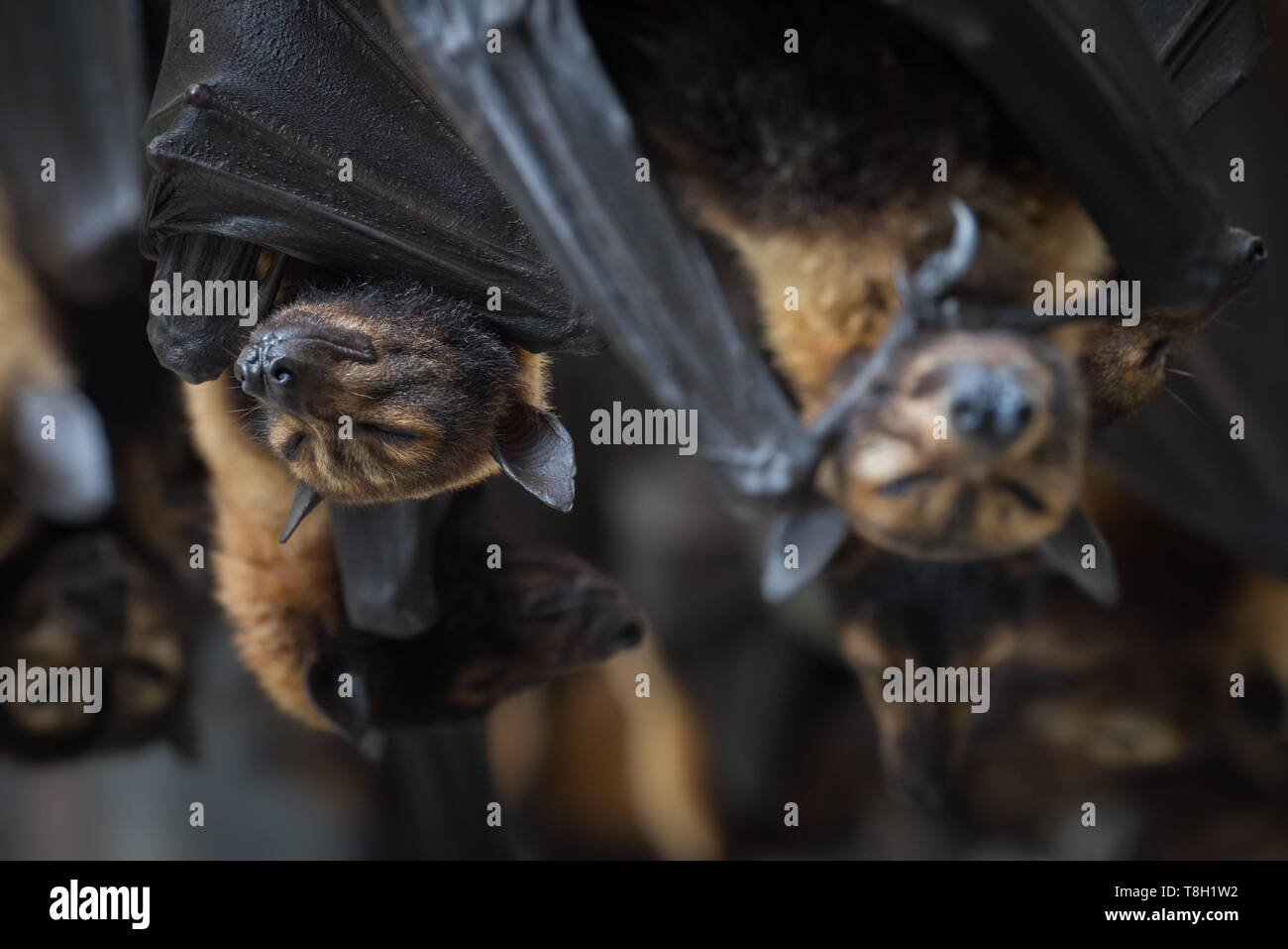 Rescued and rehabilitating endangered Spectacled Flying Foxes at a wildlife rescue facility in Kuranda, Queensland. Stock Photo