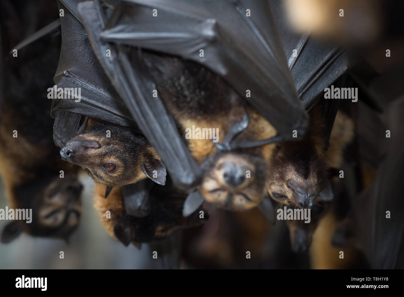 Rescued and rehabilitating endangered Spectacled Flying Foxes at a wildlife rescue facility in Kuranda, Queensland. Stock Photo