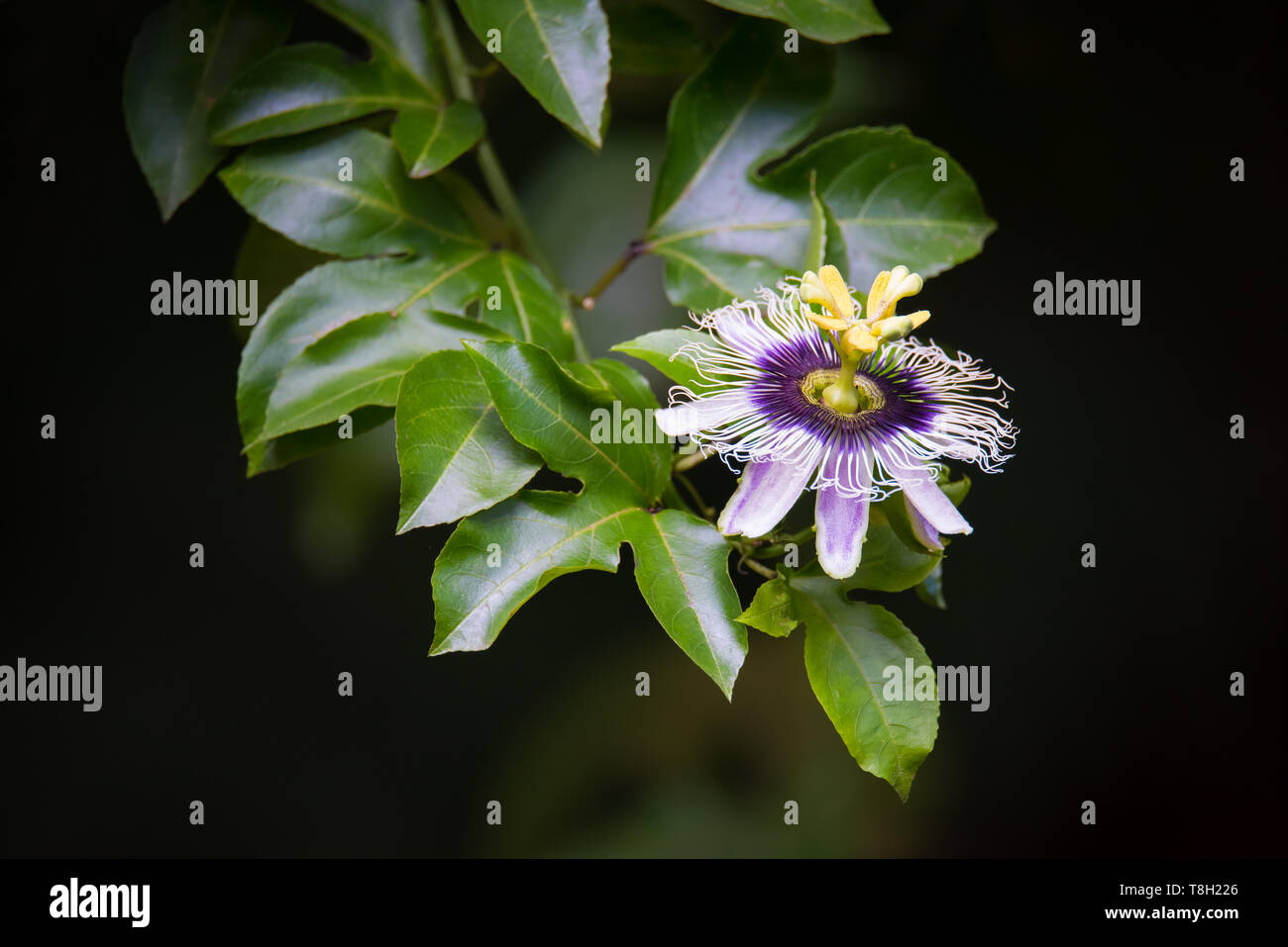 Naturalized passionfruit flowering in the in the rainforests of Kuranda, Queensland, Australia, along the popular 'Jungle Walk'. Stock Photo