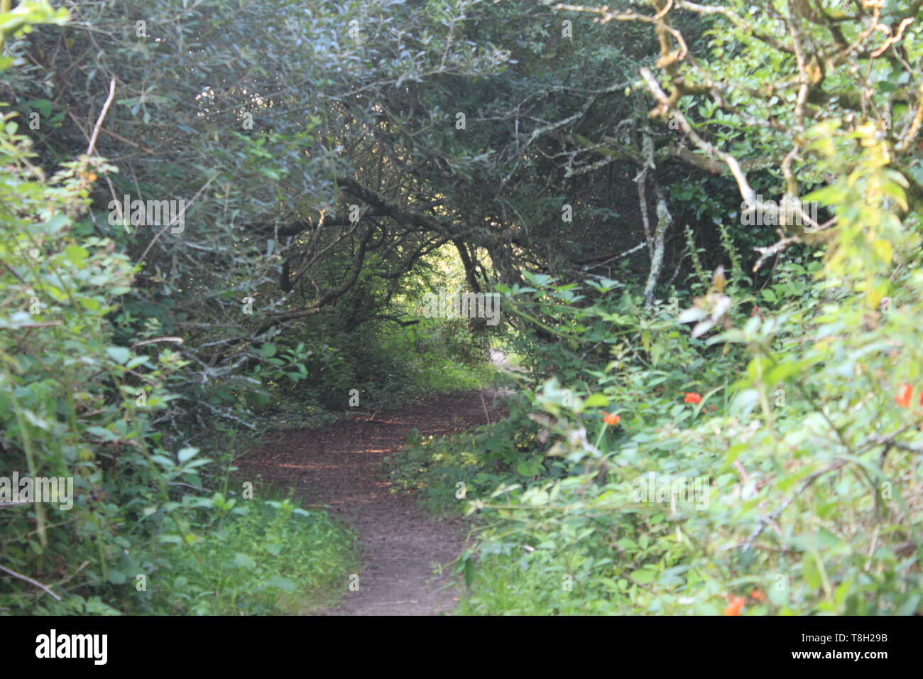 Steps granite woodland path hi-res stock photography and images - Alamy