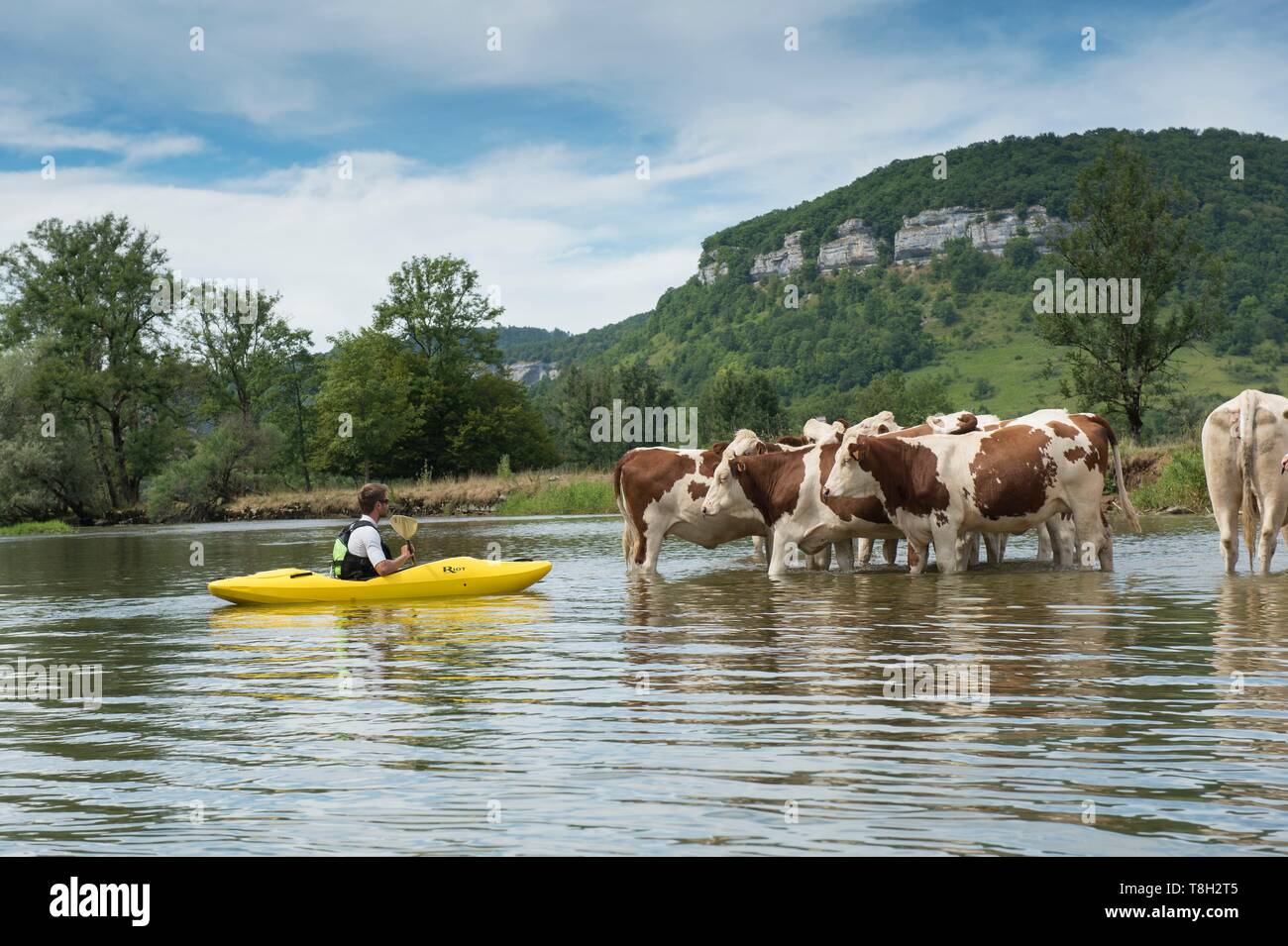France, Doubs, Loue valley, canoe trip on the Loue de Vuillafans in Ornans,  meeting with a herd of cows Stock Photo - Alamy