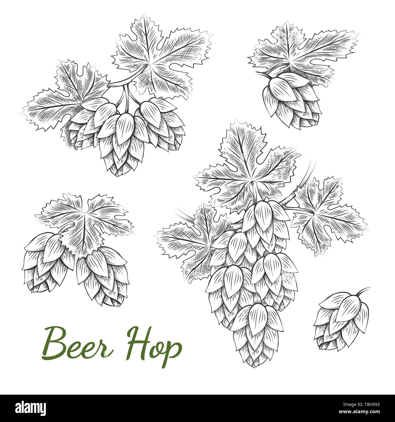Beer hops sketch. Hand drawn hop bud vector illustration, bitter