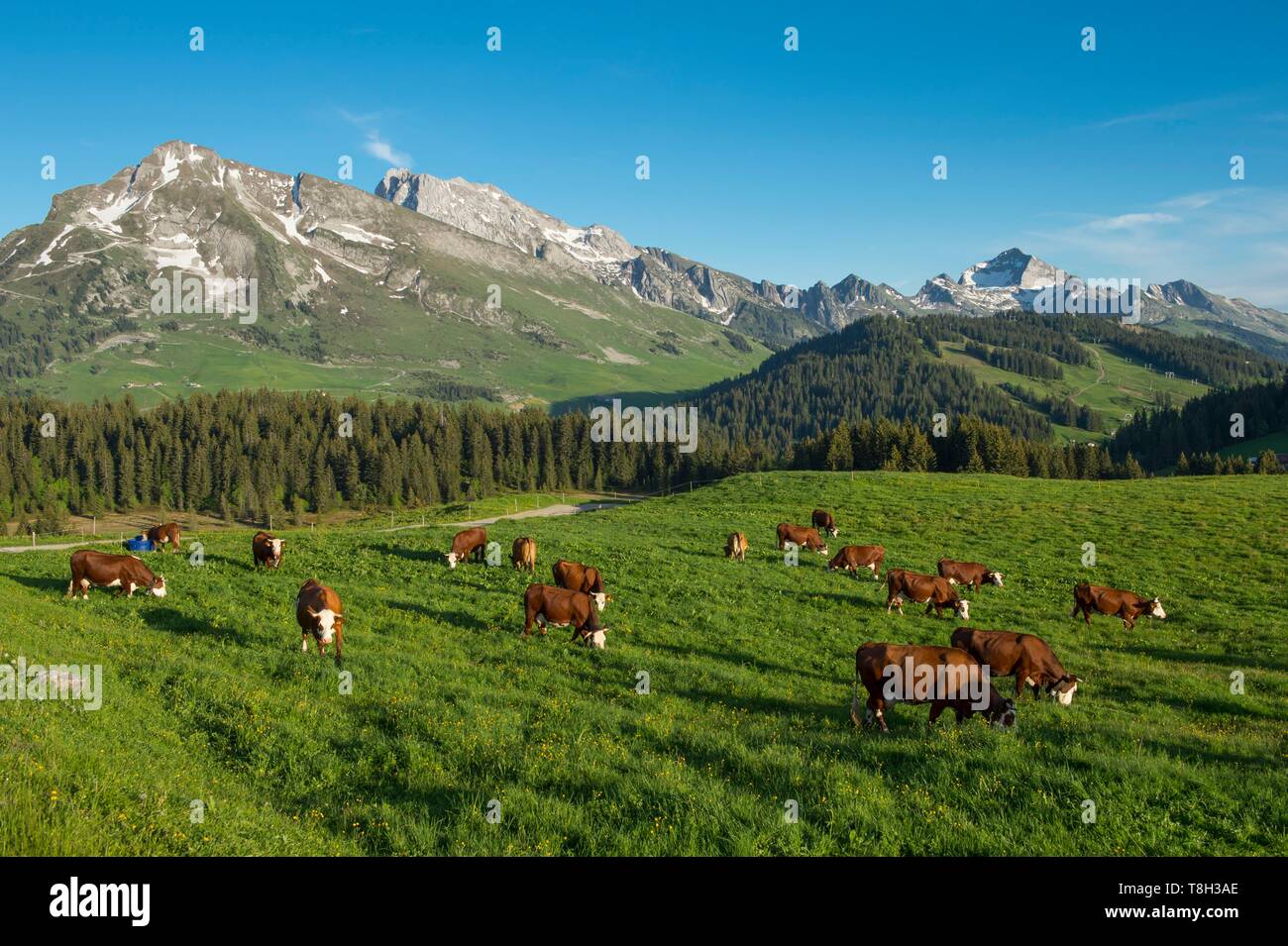 France, Haute Savoie, Aravis massif, La Clusaz, the Beauregard plateau, herd of Abondance breed cow herd and the Etale massif Stock Photo