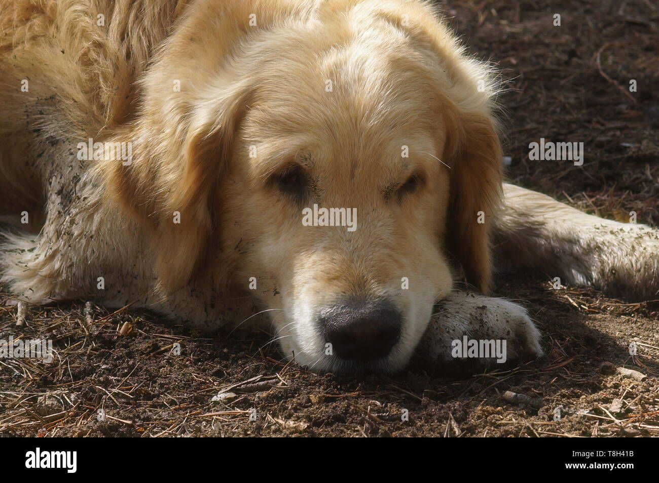 Big dog breed Golden Retriever resting lying on the ground Stock Photo