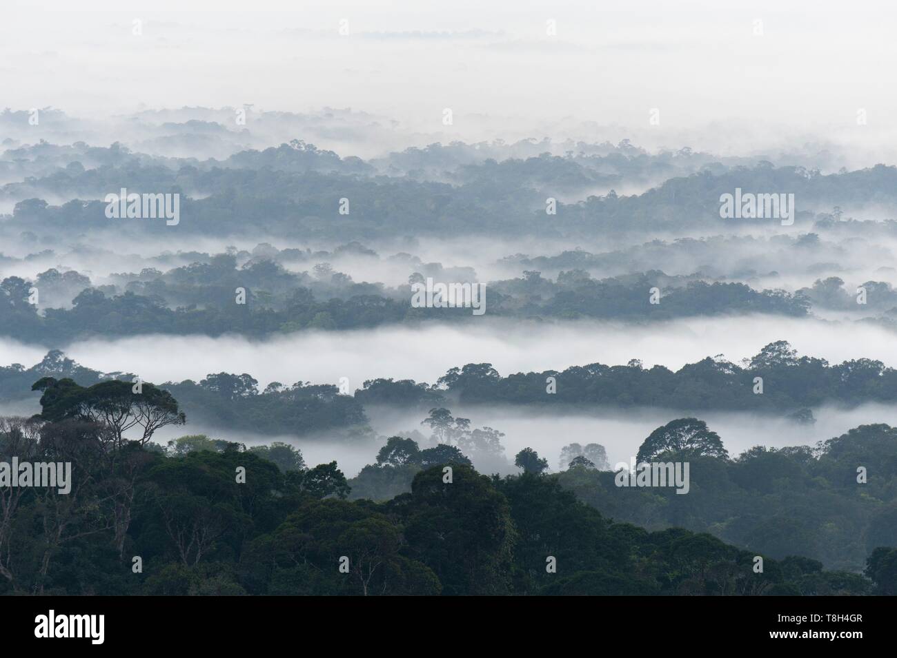 France, French Guiana, near Cacao, Amazon Rainforest Stock Photo Alamy